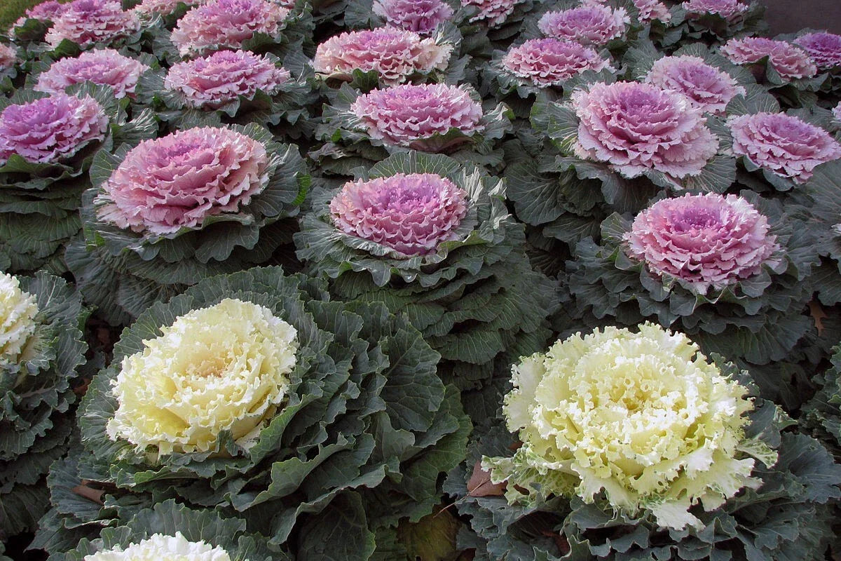 Ornamental Kale Seeds - 100 Non-GMO Heirloom Brassica oleracea for Colorful Fall Gardens, Decorative Leaves, Borders & Containers
