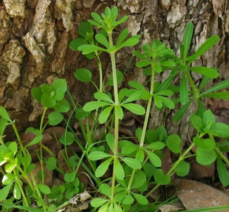 Cleavers Herb Seeds - 20 Heirloom Medicinal Plant Seeds Galium aparine for Herbal Remedies and Gardening