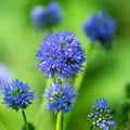 Globe Gilia Seeds - 500 Pack Blue Flower Seeds Gilia capitata for Borders, Meadows & Containers
