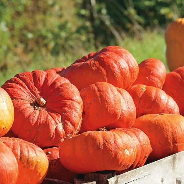 Cinderella Pumpkin Seeds | Heirloom Rouge Vif D'Etampes | Organic Non-GMO Cucurbita pepo Seed Packet