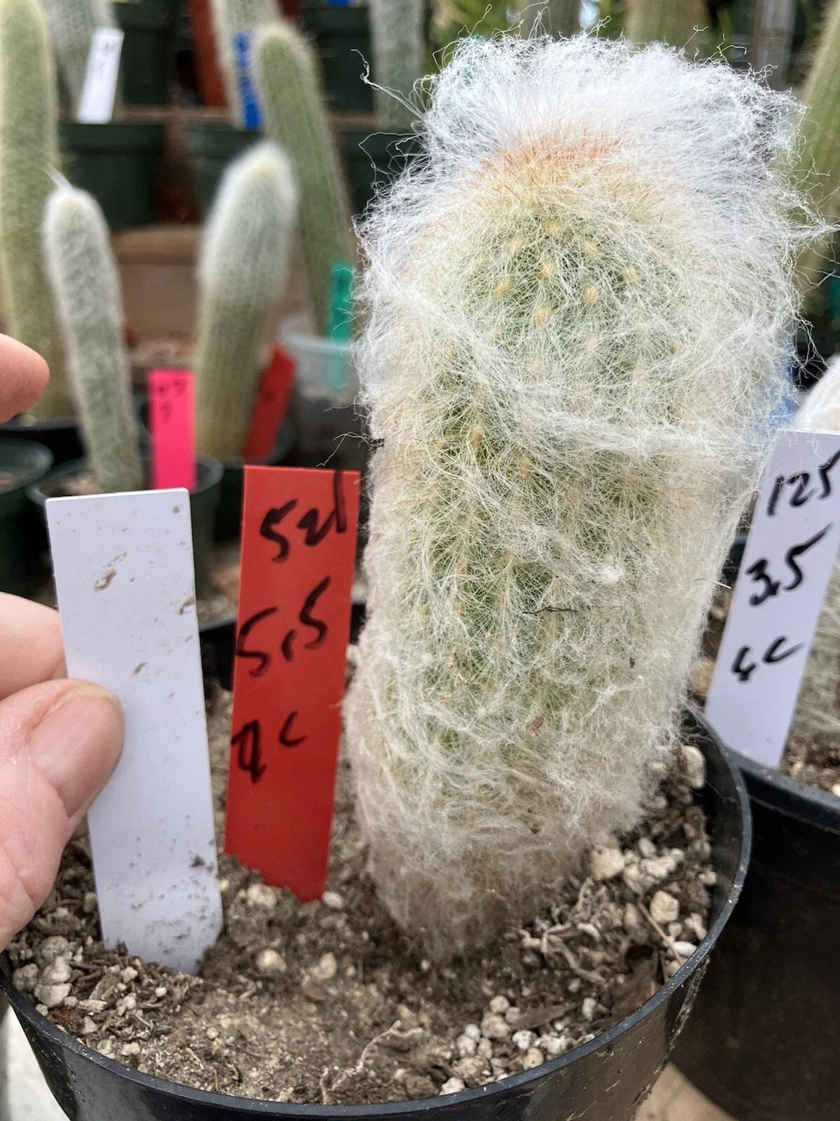 Espostoa lanata Old Man of the Mountain Cactus 5.5" Pot, Unique White Hair Desert Plant for Collectors