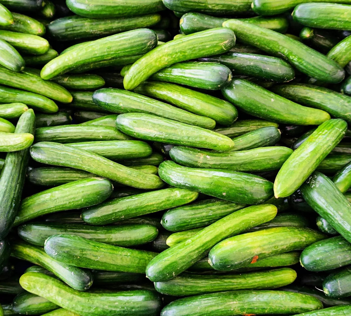 Alpha Cucumber Seeds, Persian Beit Alpha, Lebanese, Cucumis sativus, 30 Seeds for Planting