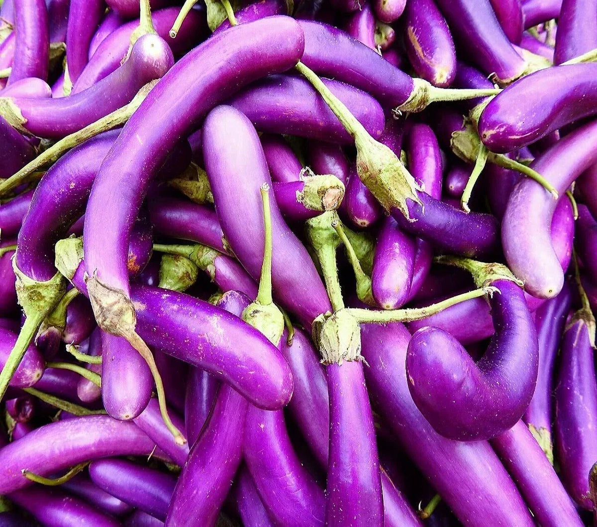 Eggplant Seeds for Planting | 250 Long Purple Solanum melongena Vegetable Seeds for Garden or Container