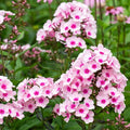 White Pink Phlox Seeds – Perennial Flower Seeds for Borders, Pollinators, Butterfly Attracting – Phlox paniculata, 50 Seeds