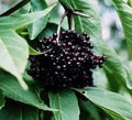 Black Elderberry Cuttings, 5+ Organic Sambucus nigra Medicinal Plant for Home Garden