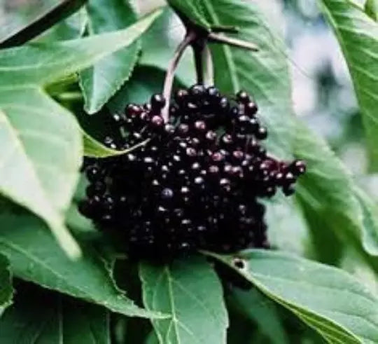Black Elderberry Cuttings, 5+ Organic Sambucus nigra Medicinal Plant for Home Garden