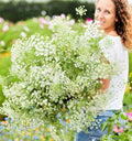 Bishop's Flower Seeds - Ammi majus Green Mist Non-GMO 200 Pack for Beneficial Insects, Pollinator Gardens, Wildflower Borders
