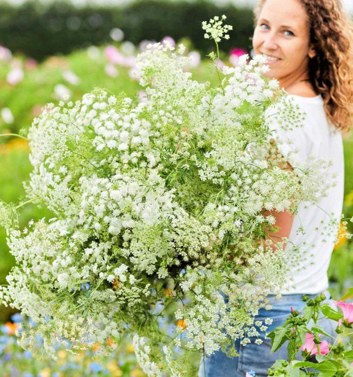 Bishop's Flower Seeds - Ammi majus Green Mist Non-GMO 200 Pack for Beneficial Insects, Pollinator Gardens, Wildflower Borders