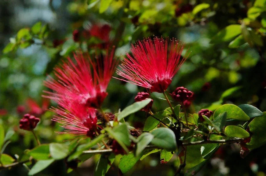 Red Mimosa Tree Seeds - 10 Pack - Albizia julibrissin - Perennial Flowering Tree for Gardens and Landscaping