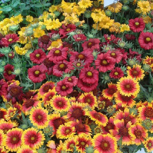 Blanket Flower Seeds - SINGLE MIX Gaillardia aristata Perennial for Butterflies, Pollinators, Non-GMO, 100 Seeds