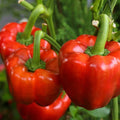 Yolo Wonder Improved Bell Pepper Seeds – Non-GMO Heirloom Capsicum annuum for Gardening, Cooking & Canning