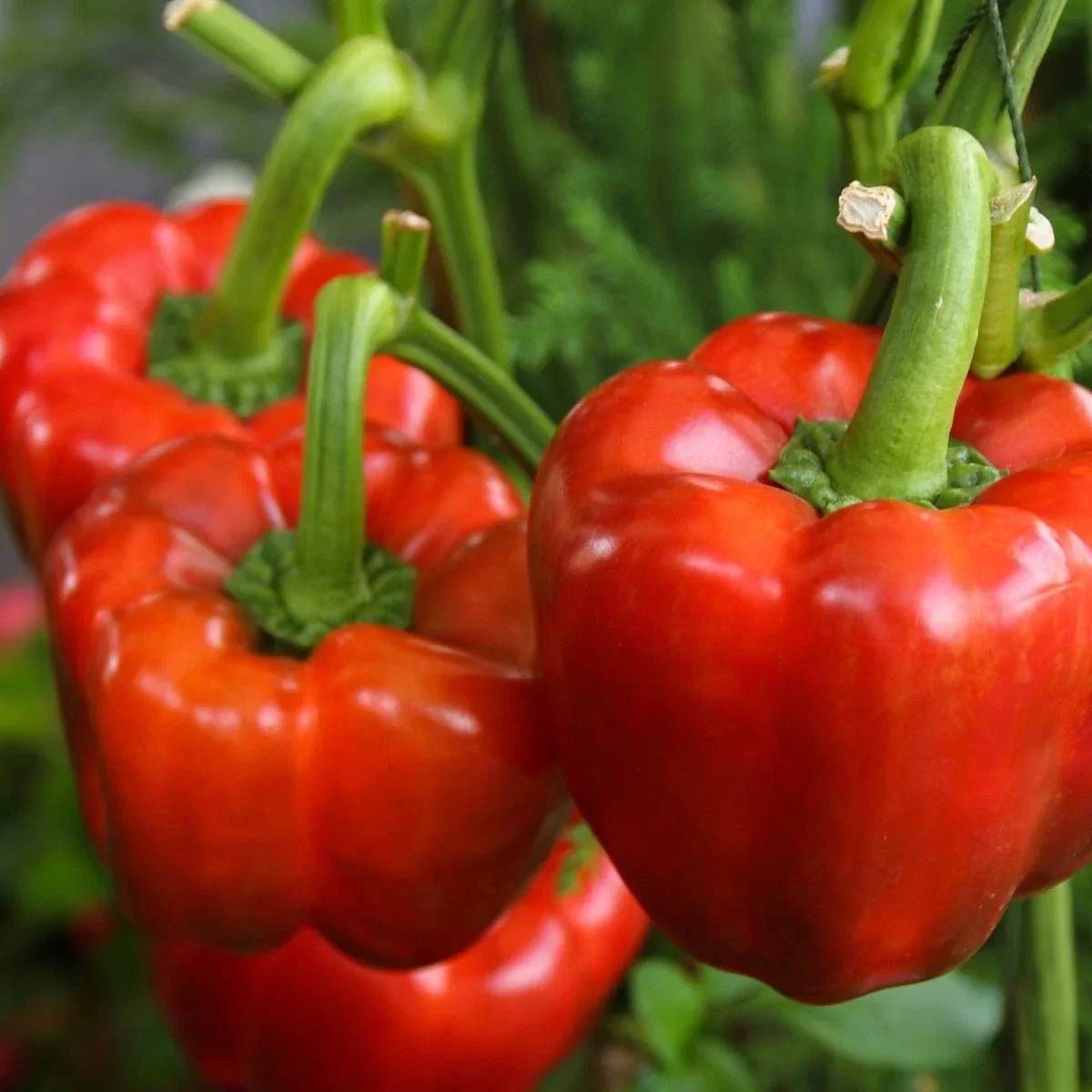 Yolo Wonder Improved Bell Pepper Seeds – Non-GMO Heirloom Capsicum annuum for Gardening, Cooking & Canning
