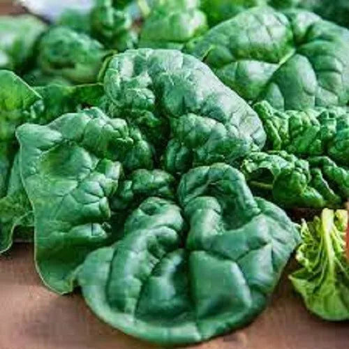 Premium Bloomsdale Spinach Seeds - Organic Heirloom Non-GMO, Fresh Spinacia oleracea Seed Packet
