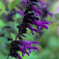Purple Black Salvia Seeds - Perennial Flower Seeds for Hummingbirds, Salvia guaranitica, 50 Pack