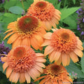 Cantaloupe Rudbeckia Seeds - 200+ Pack for Garden Planting - Black-eyed Susan - Rudbeckia hirta - Perennial Flower Seeds
