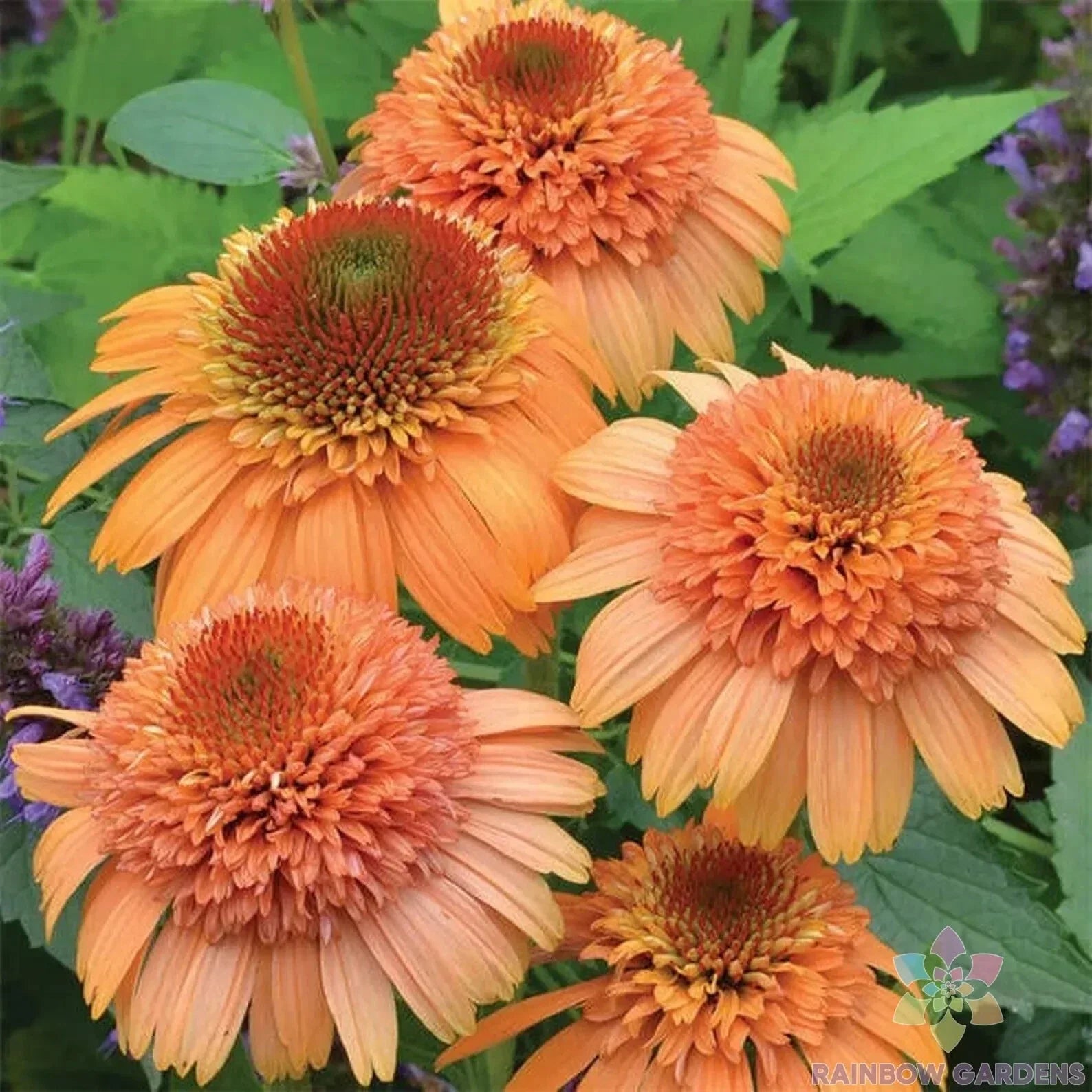 Cantaloupe Rudbeckia Seeds - 200+ Pack for Garden Planting - Black-eyed Susan - Rudbeckia hirta - Perennial Flower Seeds