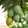Grafted Ice Cream Mango Seedling – Live Fruit Plant in 3G Pot – Mangifera indica – Tropical Mango Tree for Garden
