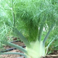 Florence Fennel Seeds, 200+ Foeniculum vulgare Herb Garden Seeds for Cooking & Pollinators