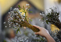 Pussy Willow Cuttings - 10 Fresh Unrooted Salix discolor Branches for Propagation and Crafting