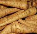 Parsnip Seeds 200+ Harris Early Model Vegetable Garden Culinary Seeds Pastinaca sativa