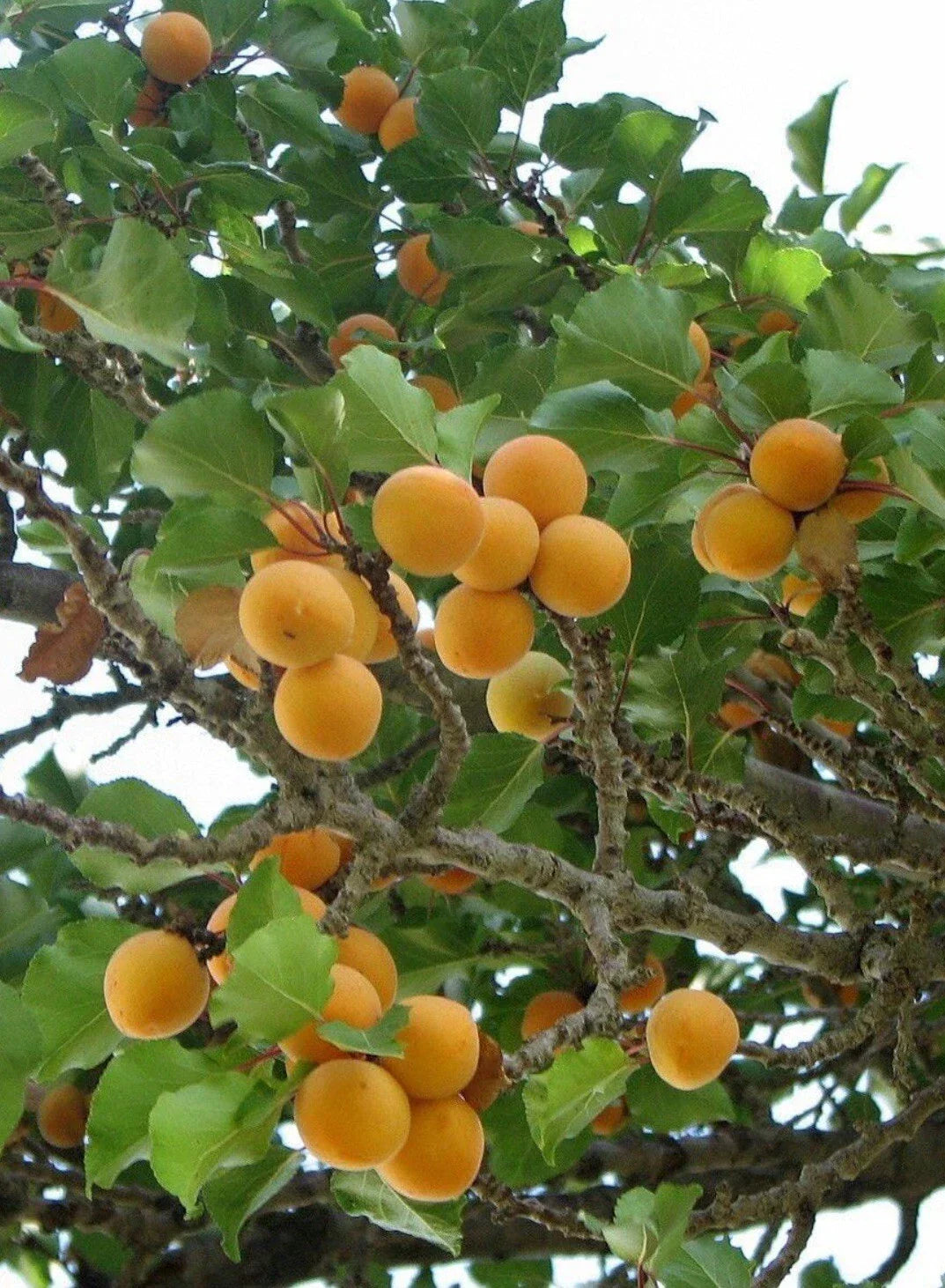 Apricot Tree Cuttings for Rooting & Grafting - Prunus armeniaca, Healthy Fruit Tree Starts, Deciduous Fruit Tree, Garden Planting