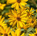 Sunflower Seeds - Maximilian Perennial Heirloom - Abundant Blooms - Helianthus maximiliani - Full Sun, Pack of 50