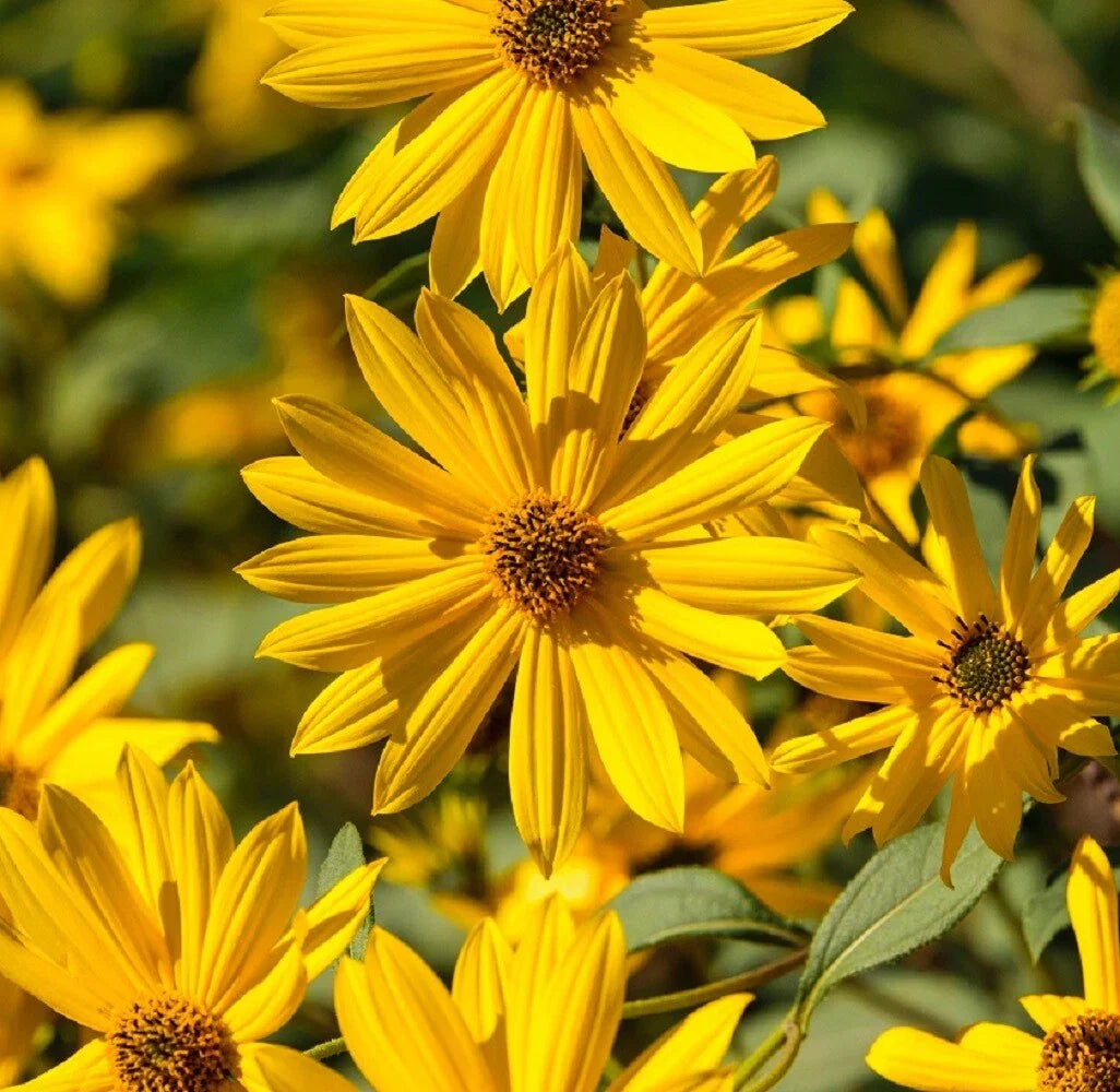 Sunflower Seeds - Maximilian Perennial Heirloom - Abundant Blooms - Helianthus maximiliani - Full Sun, Pack of 50