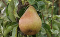 Doyenne du Comice Pear Seeds – 25+ Pack for Home Garden, Pyrus communis, Juicy Fruit Tree, Non-GMO, Free Shipping USA