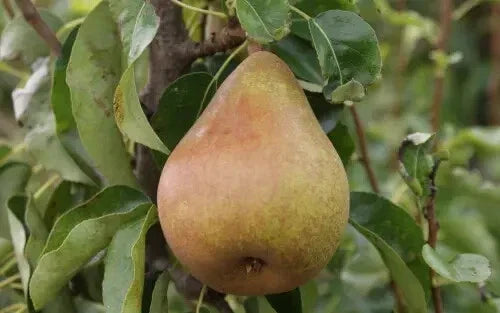Doyenne du Comice Pear Seeds – 25+ Pack for Home Garden, Pyrus communis, Juicy Fruit Tree, Non-GMO, Free Shipping USA