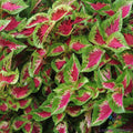 Coleus Seeds - 25+ Sun Watermelon Variety for Garden & Containers - Solenostemon scutellarioides