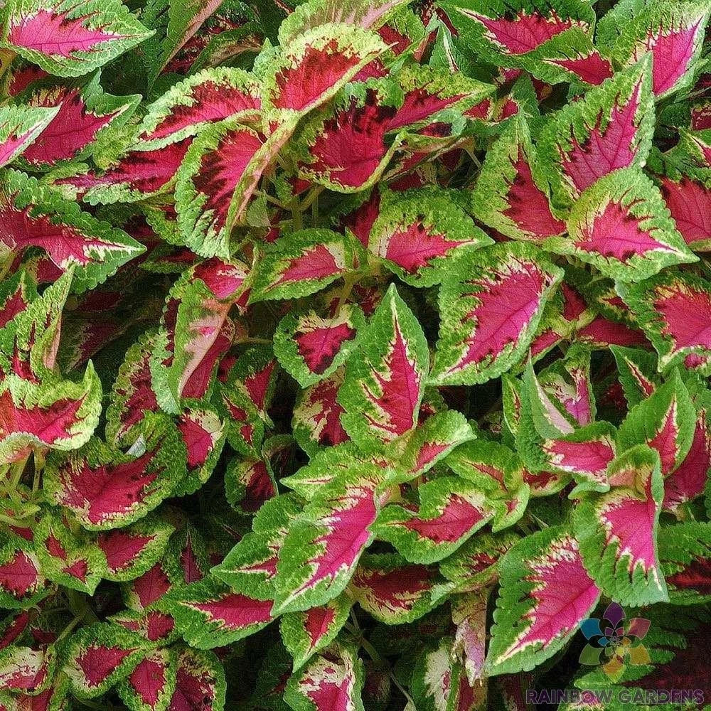 Coleus Seeds - 25+ Sun Watermelon Variety for Garden & Containers - Solenostemon scutellarioides