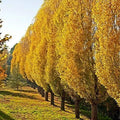 Lombardy Poplar Trees Live Cuttings - Fast-Growing Privacy Trees - Populus nigra 'Italica'