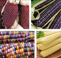 Blue Corn Seeds 4 Pack - Glass Gem, Japanese Baby, Strawberry Corn - Zea mays heirloom seeds for garden planting