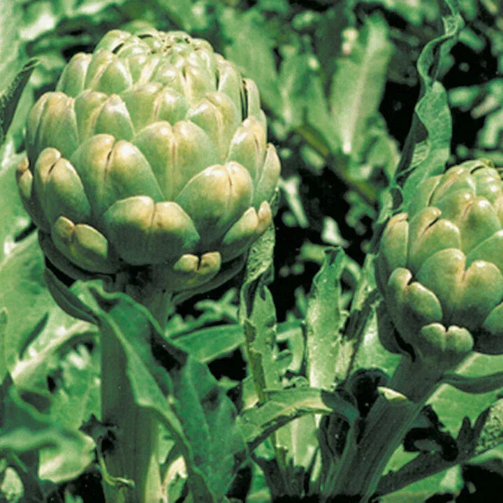 Artichoke Seeds 20 Count Green Globe Variety Cynara scolymus for Home Garden & Culinary Use