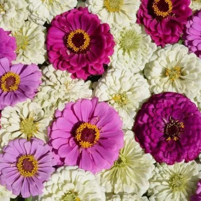 Blueberry Cheesecake Zinnia Seeds - Organic Flower Seeds for Garden, Multi-Color Blooms, Zinnia elegans, 100 Pack