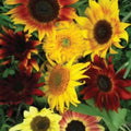 Sunflower Seeds Mix 25+ Varieties Non-GMO Helianthus annuus Garden Flower Seeds