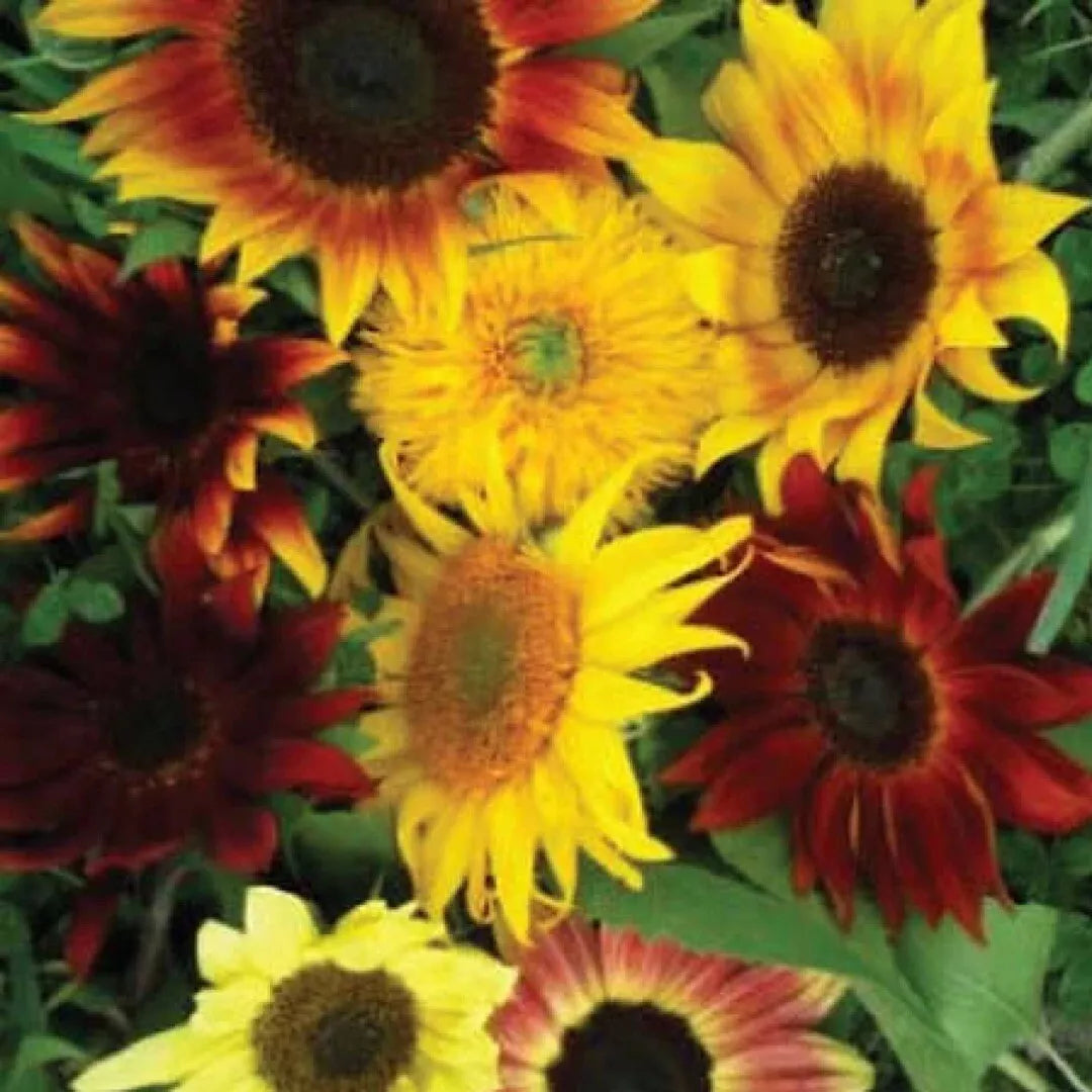 Sunflower Seeds Mix 25+ Varieties Non-GMO Helianthus annuus Garden Flower Seeds