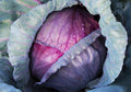Red Acre Cabbage Seeds - Heirloom Brassica oleracea var. capitata, 300+ Seeds for Garden, Vegetables, Organic, Compact, Full Sun