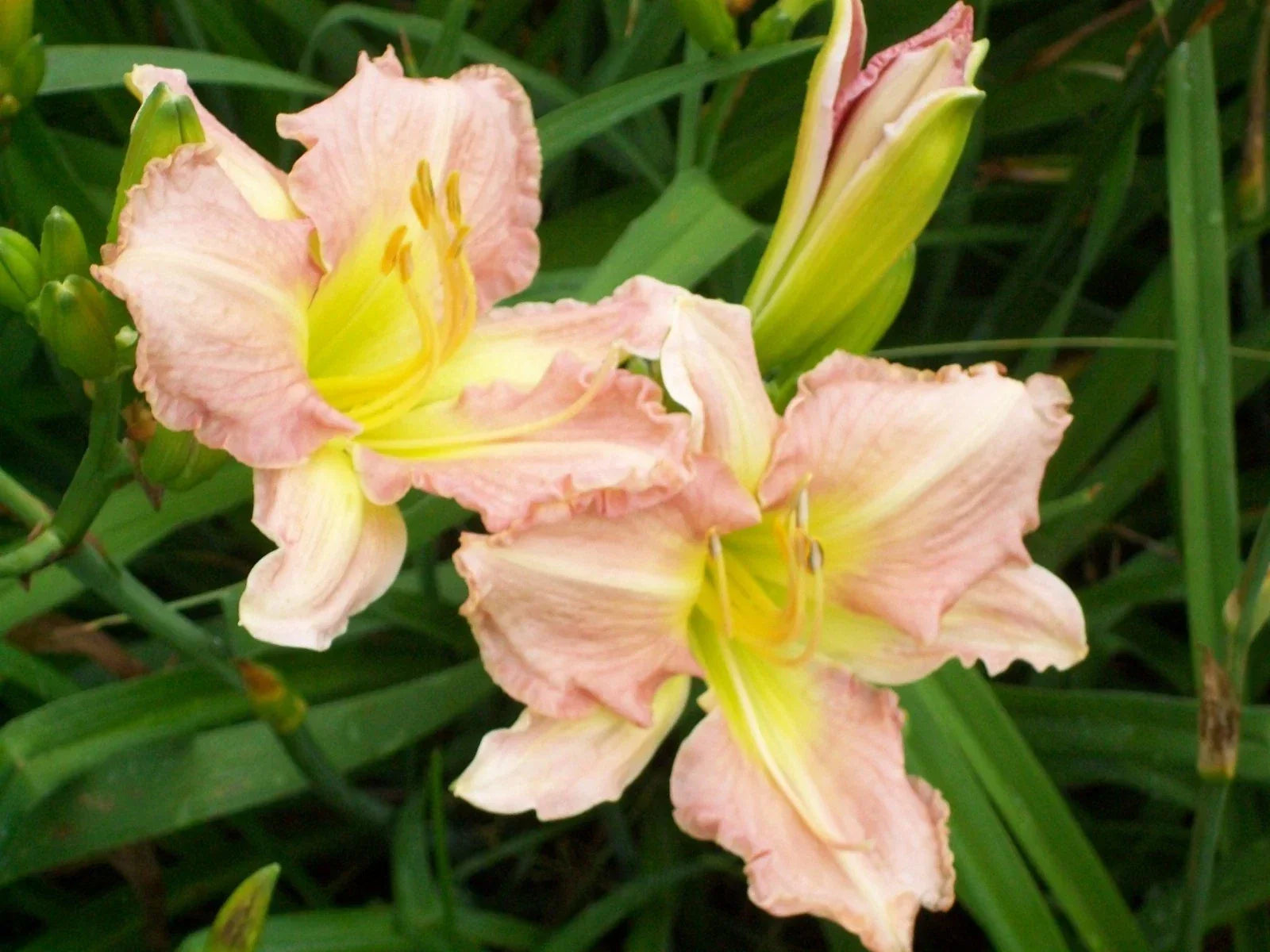 Antique Rose Daylily Plant - Perennial Flower - Hemerocallis 'Antique Rose' - Garden Border or Bed Plant