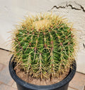 Live Cactus Plant | Echinocactus Grusonii x Ferocactus Gracilis Hybrid | Desert Succulent in 4-Inch Pot