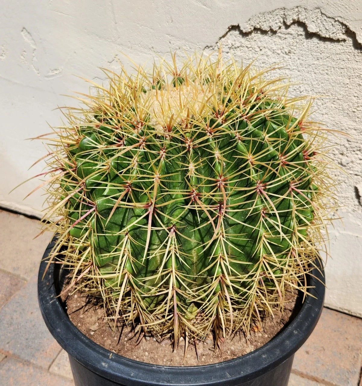 Live Cactus Plant | Echinocactus Grusonii x Ferocactus Gracilis Hybrid | Desert Succulent in 4-Inch Pot