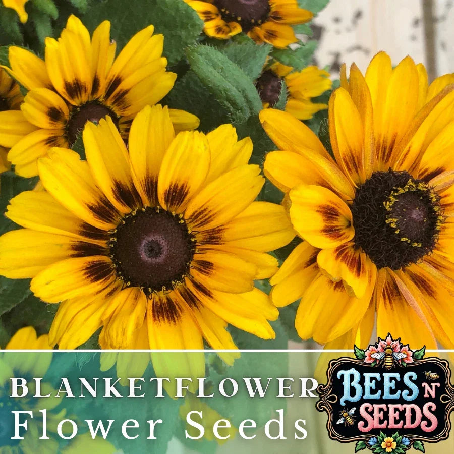 Finesse Blanket Flower Seeds - 200 Non-GMO Gaillardia aristata Flower Seeds for Borders, Containers, Pollinator Gardens