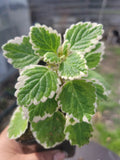 Swedish Ivy Starter Plant - Green & White Variegated Plectranthus verticillatus Indoor Houseplant, Trailing, Low Maintenance