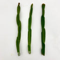 Rhipsalis paradoxa Plant Cuttings – Unique Trailing Cactus for Indoor Gardening & Terrariums