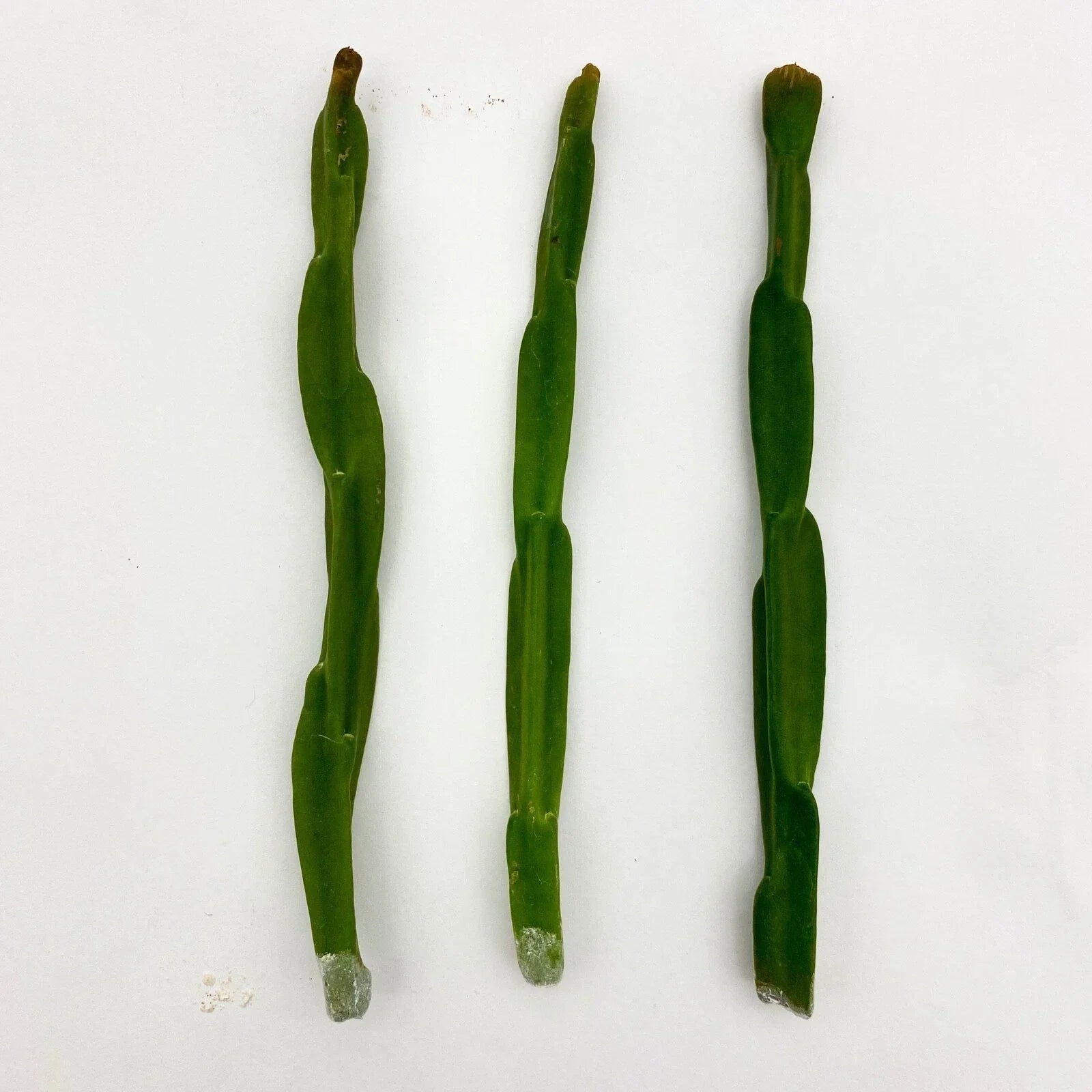 Rhipsalis paradoxa Plant Cuttings – Unique Trailing Cactus for Indoor Gardening & Terrariums