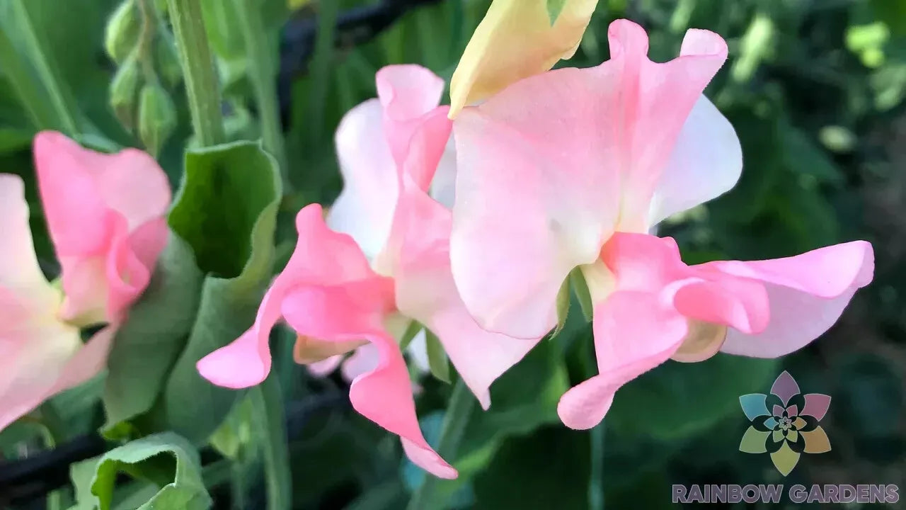 Sally Ann Sweet Pea Seeds - 50+ Pack, Climbing Vine, Fragrant Pink & Purple Blooms, Lathyrus odoratus, Heirloom Garden Seeds