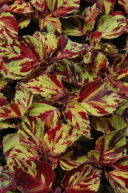 Coleus Seeds - Wizard Mosaic Variety - Colorful Foliage for Gardens & Containers - Plectranthus scutellarioides