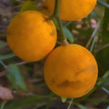 Hardy Orange Tree Seedlings 5-Pack, Flying Dragon Poncirus Trifoliata, Cold Hardy Citrus Plants, Bare Root Small Tree