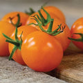 Sun Sugar Cherry Tomato Seeds - 10 Seeds, Sweet Golden-Yellow, Solanum lycopersicum, Easy to Grow, Compact, Full Sun