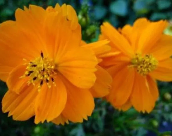 Cosmos bipinnatus Seeds - Tall Orange Flower Seeds for Garden, Attracts Pollinators, 30 Fresh Seeds, Free USA Shipping